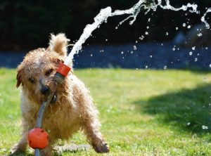 Shelter Mutt Water Hose